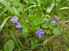 Viola sororia in Wisconsin.jpg