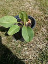 File:Rumex patientia young plant.jpg