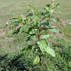 File:Phytolacca americana full plant.JPG