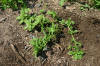 Amaranthus blitoides 8601.JPG