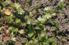 Cerastium semidecandrum (Sand-Hornkraut) IMG 36871.JPG