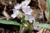 Claytonia virginica 2 Radnor Lake.jpg