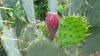 Opuntia 01.JPG