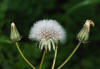 Sonchus March 2008-1.jpg