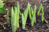 hosta shoots