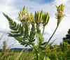 File:Sweet Cicely (Myrrhis odorata) - geograph.org.uk - 850266.jpg