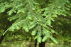 File:Tsuga canadensis (Canadian hemlock) 5 (49046836828).jpg