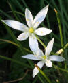 File:Ornithogalum umbellatum 060503wa.jpg