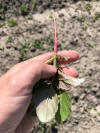 Redroot pigweed root