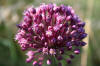 File:Allium vineale PID1254-3.jpg