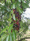 Amerikaanse vogelkers bessen Prunus serotina.jpg