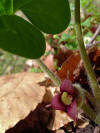 Asarum canadense - Wild Ginger.jpg