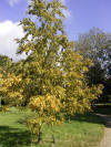 Betula lenta subsps lenta 01-10-2005 14.54.08.JPG