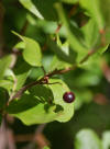 Black-huckleberry-Acadia.jpg