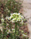 Capsella bursa-pastoris in Beijing.JPG