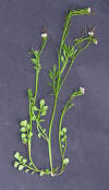 Cardamine hirsuta 3.jpg