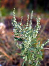 Chenopodium berlandieri NPS-1.jpg