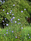 Cichorium Intybus.jpg