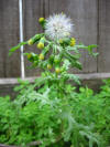 Common Groundsel-first fruits.jpg