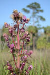 Flickr - ggallice - Thistle.jpg