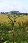 Heracleum mantegazzianum 05.JPG