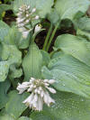 Hosta Bressingham Blue.JPG