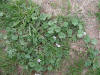 File:Malva neglecta plant2 (14632717242).jpg