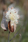 Milkweed-in-seed2.jpg