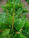 Plantago major 002.JPG