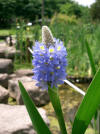 Pontederia cordata2.jpg