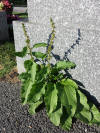 Rumex obtusifolius sl1.jpg