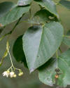 Tilia americana (American Linden) (28268263222).jpg