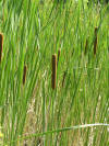 Typha angustifolia1.JPG