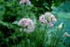 Image result for allium canadense