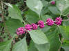 Beautyberry.jpg