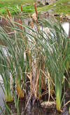 Small stand of cattail sp. (Hannah Ramer. Brandeis University, Waltham, MA)