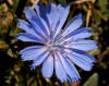 Chicory flower 001.jpg