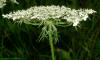 Daucus carota inflorescence kz.jpg