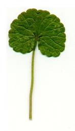 http://www.missouriplants.com/blueopp/Glechoma_leaf_peg.jpg