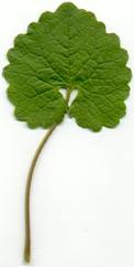 Alliaria petiolata leaf