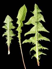 Image result for Taraxacum erythrospermum, LEAF