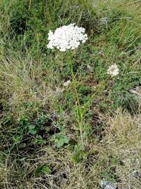 https://upload.wikimedia.org/wikipedia/commons/thumb/c/ce/Wild_carrot.jpg/800px-Wild_carrot.jpg