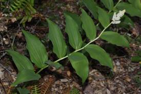 https://upload.wikimedia.org/wikipedia/commons/thumb/b/b6/Maianthemum_racemosum_4930.JPG/1920px-Maianthemum_racemosum_4930.JPG