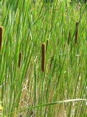 https://upload.wikimedia.org/wikipedia/commons/thumb/5/5f/Typha_angustifolia1.JPG/800px-Typha_angustifolia1.JPG