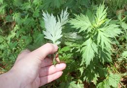 https://blog.etsy.com/en/files/2011/07/mugwort-hand.jpg