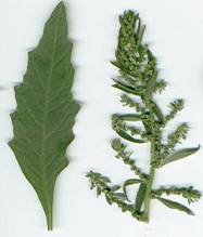 Chenopodium ambrosioides: Epazote leaf and flowers