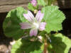 Malva neglecta Dwarf Mallow, Common mallow