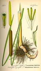 https://upload.wikimedia.org/wikipedia/commons/thumb/4/4b/Illustration_Typha_latifolia0.jpg/800px-Illustration_Typha_latifolia0.jpg