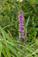 https://upload.wikimedia.org/wikipedia/commons/thumb/5/57/Lythrum_salicaria_fresnes-au-mont_55_05072008_01.jpg/800px-Lythrum_salicaria_fresnes-au-mont_55_05072008_01.jpg