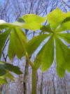 Mayapple by IvanTortuga.jpg